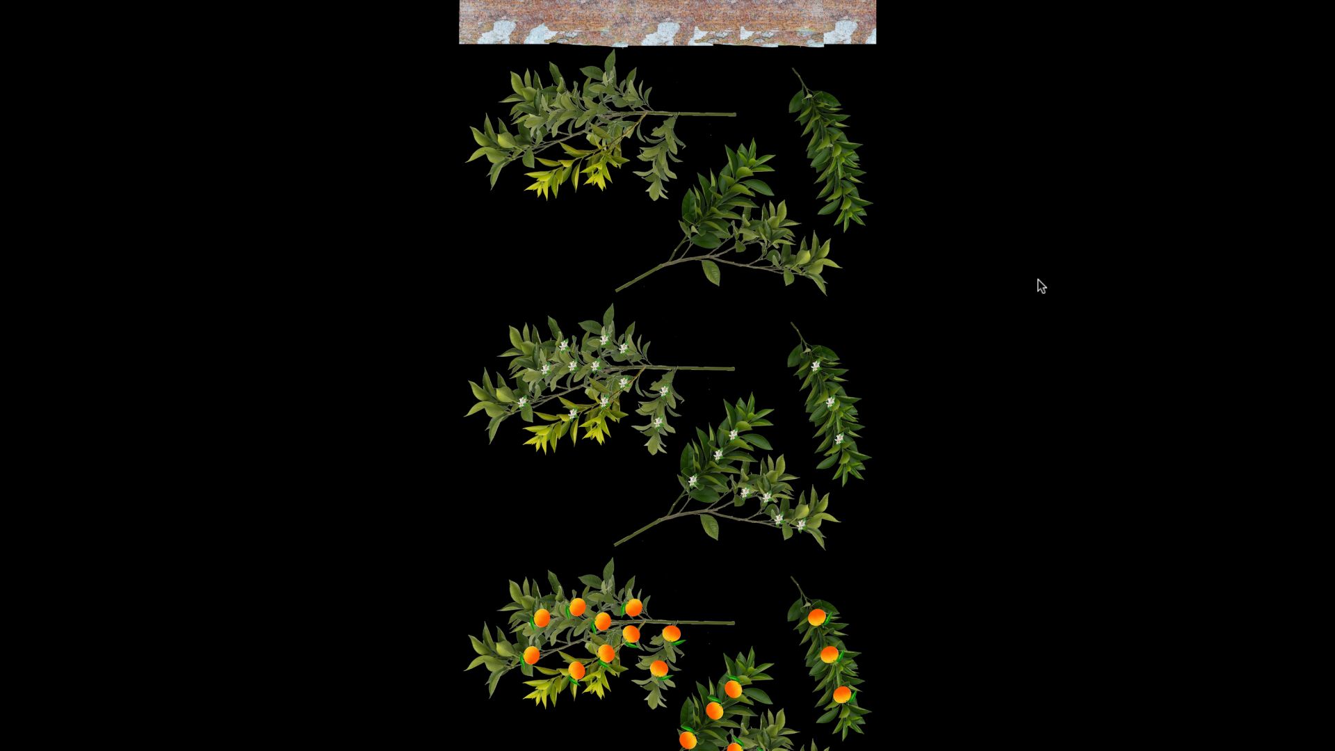 Hutan Pantai Real Orchards - Multifruit