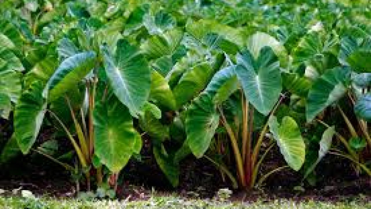 Hutan Pantai Real Orchards - Multifruit