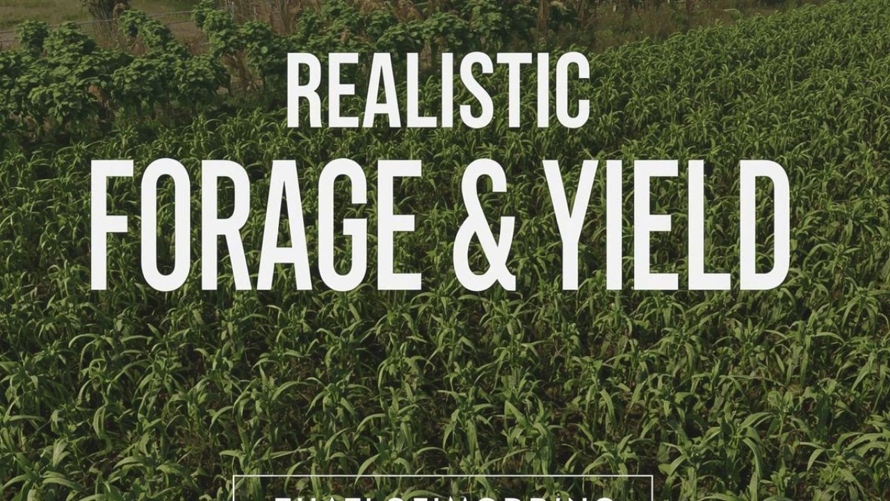 Alimentação e rendimento realistas