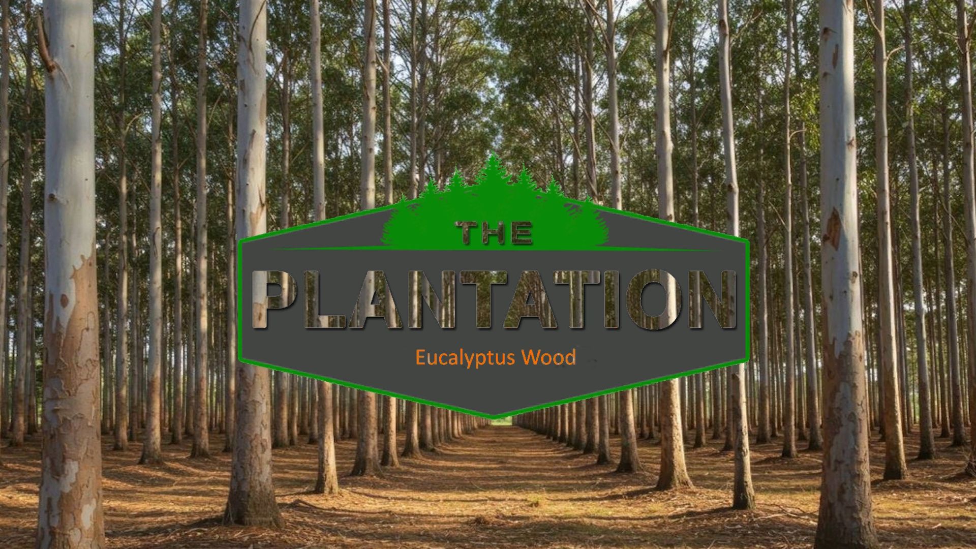 The Plantation - Eucalyptus Wood