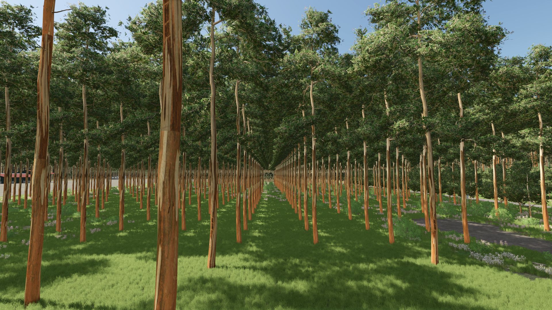 The Plantation - Eucalyptus Wood