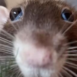 ThatRatGirl