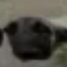 FuQan