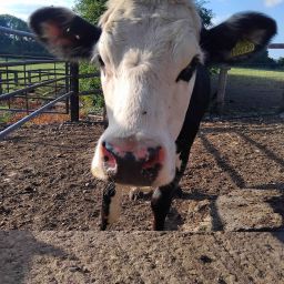 Moocow001