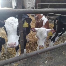 Moocow001